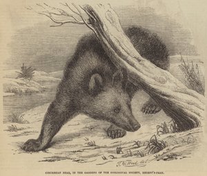 Circassian Bear, i Gardens of the Zoological Society, Regent's-Park